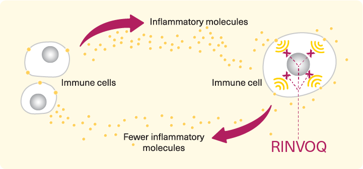 rinvoq_moa_infographic@2x